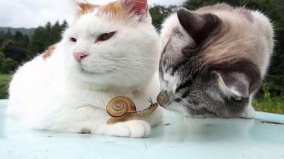 고양이와 달팽이의 수줍은 뽀뽀