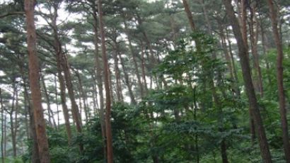나무까지 창씨개명? … 알고보니 소나무 영문 이름 일본식 표기