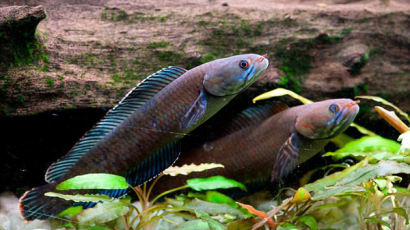 [국제] 4일간 땅에서 생활하는 물고기 등 히말라야의 신기한 생명체들