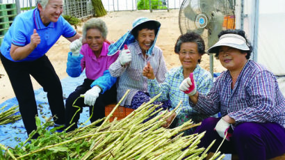 [우리농식품사랑캠페인]나이 일흔에 창업한 할머니들 '백석올미영농조합'