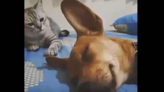 [영상] 꿀잠 자는 강아지를 깨우는 방법
