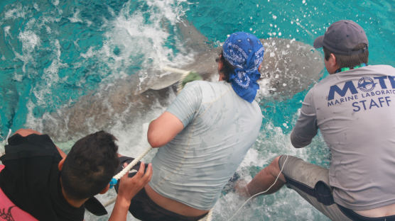 [국제] 50여년 원수였던 미국, 쿠바, 상어 보호 위해 손잡아