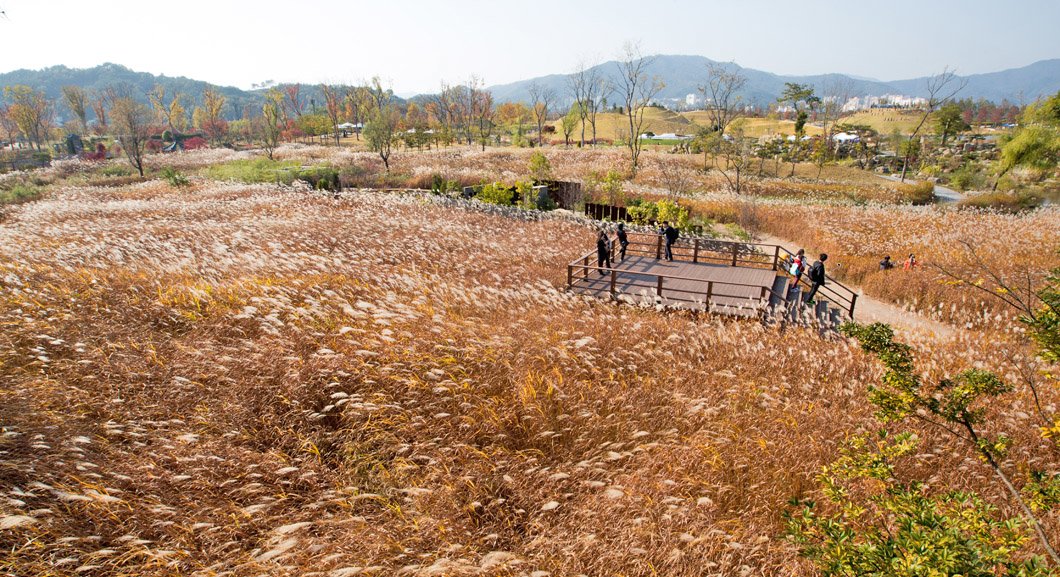 커버스토리] 억새야 갈대야, 너 출렁이는 곳 어디니 | 중앙일보