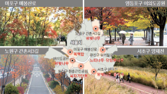 워커힐 느티나무, 동작 단풍터널 … 다양해진 서울의 가을