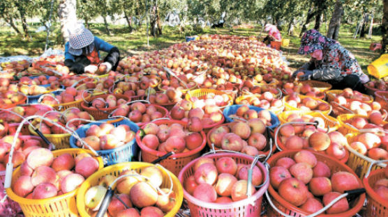 가뭄인데 과일은 대풍 … 사과·감 수확 30% 늘어