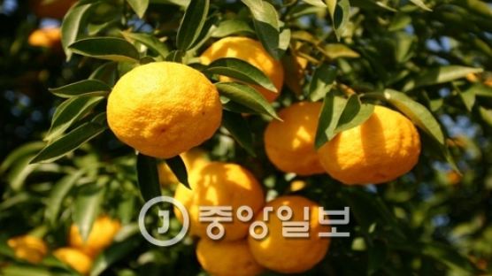 [우리농식품사랑캠페인] 비타민 C가 레몬의 3배… 맛 좋고 향 좋은 유자