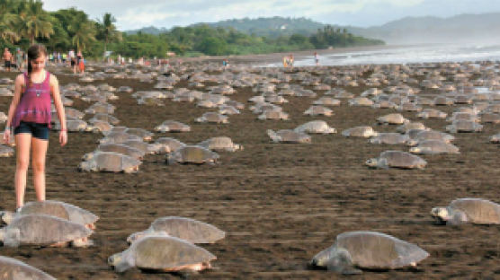 [사진] 알 낳으려, 멸종 위기 거북 25만 마리 대이동
