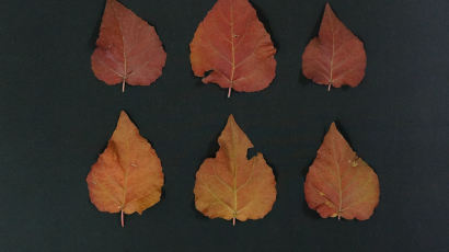 [사회] 국립산림과학원, 잎이 연중 붉은 빛 띠는 '붉은 포플러' 개발