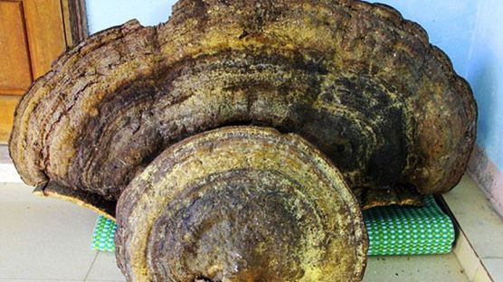 수 천년 된 거대 영지버섯 베트남에서 발견