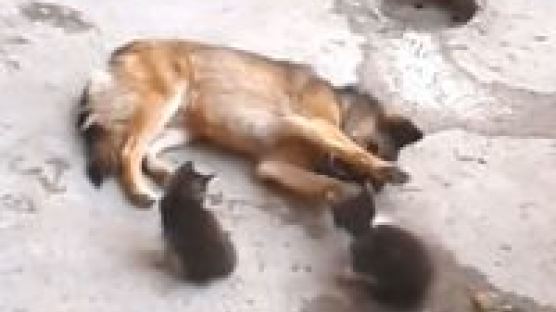 엄마 고양이가 새끼를 친구 개에게 소개시켜주다