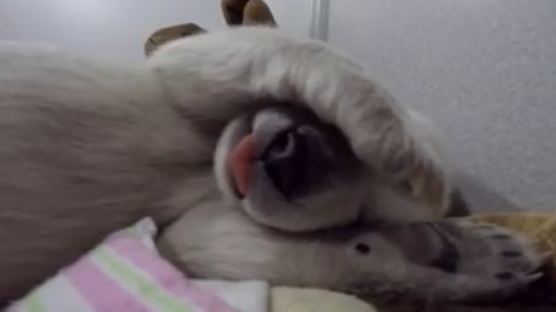 [영상] 코 골고 잠꼬대하는 귀여운 아기 북극곰