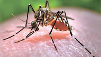 독종 모기의 습격, 브라질 기형아 공포
