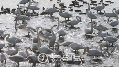 '백조의 호수'로 변한 낙동강 하구