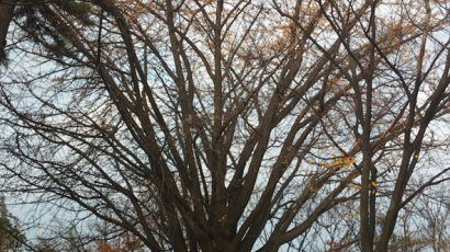 [사회] 한국전쟁에서 살아남은 인천 월미산 나무 7그루, 평화 나무로 지정