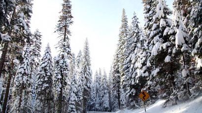 겨울 요세미티의 또다른 재미 ‘자연설 스키’
