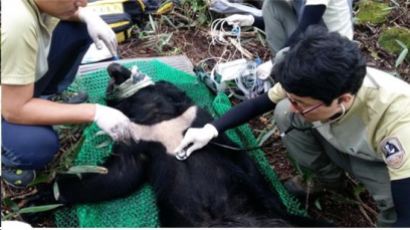 지리산 반달가슴곰 39마리로 늘어