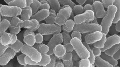 비소 독성 낮추는 토종 박테리아 찾았다