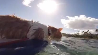 [영상] 바다를 누비는 후크 선장…애꾸 고양이