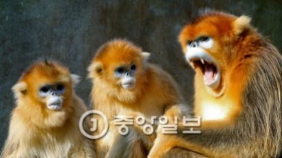 [소중 리포트] 영리한 동물 원숭이의 해…조선의 신동 율곡 태어났죠