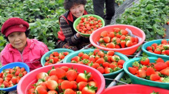 [사진] 한파 끝 딸기 수확