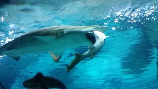 ‘동족 집어삼킨 상어’, 코엑스 아쿠아리움에서 무슨 일이?