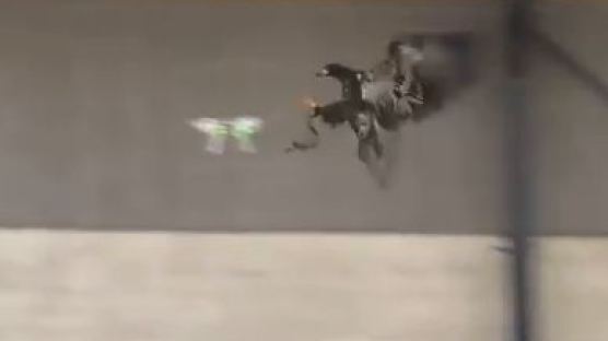 [영상] 드론 잡는 독수리, 경찰이 날렸다