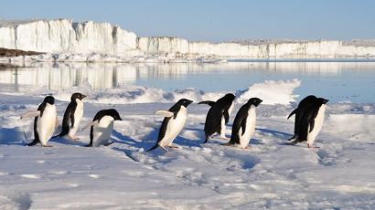 멸종위기등급 '관심필요' 남극 아델리 펭귄 15만 마리 떼죽음