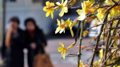 꽃샘추위 원인, 바로 '시베리아 기단'…중국·일본에도 예외없어