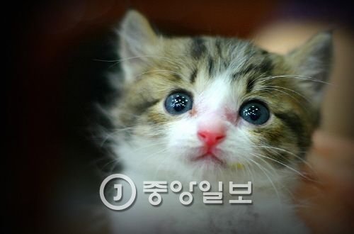 서울시 길고양이 1만마리 중성화 | 중앙일보