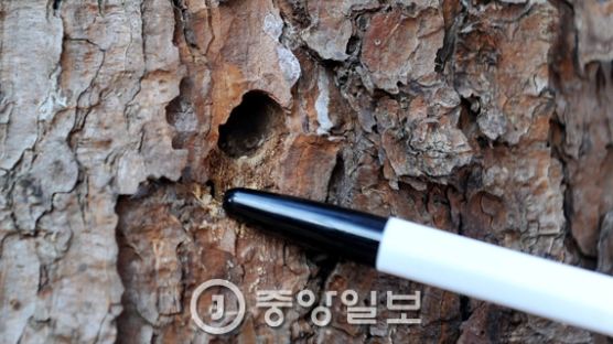 충북 청주와 강원 횡성 소나무재선충병 추가 발생