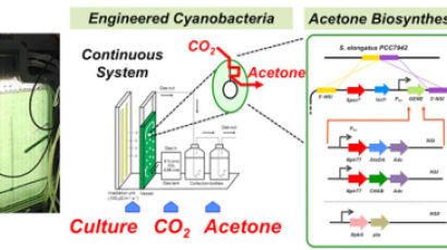 ‘빛+이산화탄소→아세톤’ 인공합성 세포공장 개발됐다