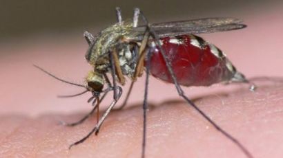 일본, 중국 지카바이러스 확진환자 발생…말라리아·뎅기열 등 모기로 인한 질병 주의