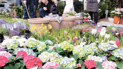 [사진] 물 만난 꽃시장