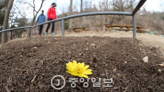 [서소문 사진관] 서울의 봄 봄 봄!