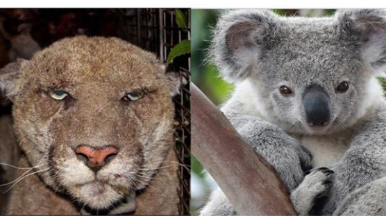 LA동물원 코알라 죽은 채 발견···범인은 야생 푸마? 