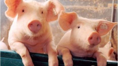돼지소비 강국 중국, 돼지고기값 50% 급등에 울상