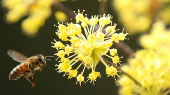[사진] 산수유 향기에 취한 꿀벌