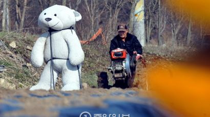 [서소문 사진관] 곰이 허수아비 역사를 바꿨다…“참새 꼼짝마!”