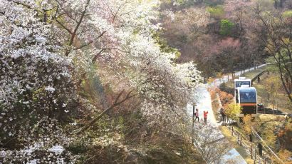 곤지암 화담숲 4월 1일 개장, 봄꽃의 향연이 시작된다