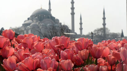 [Travel Gallery] 800만 송이 튤립이 전하는 이스탄불 봄 향기