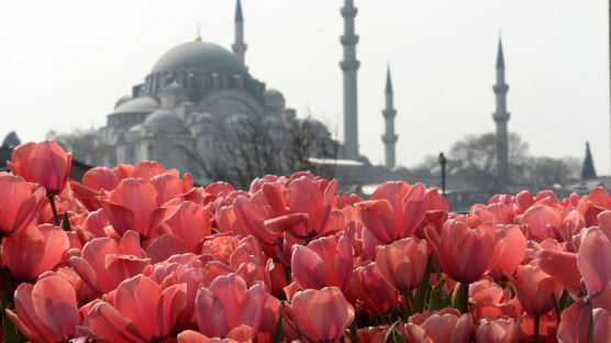 [Travel Gallery] 800만 송이 튤립이 전하는 이스탄불 봄 향기