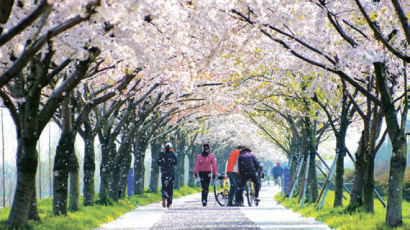 온천천 왕벚나무, 낙동강 12㎞ 벚꽃터널…부산서 즐기세요, 몇품 꽃길 10곳 봄 잔치