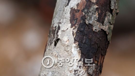 전남 보성서 '소나무 재선충병' 발생