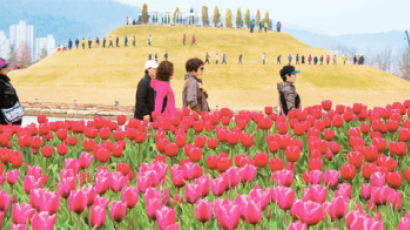 14만본의 세계 튤립 군무, 순천만정원은 봄꽃 잔치
