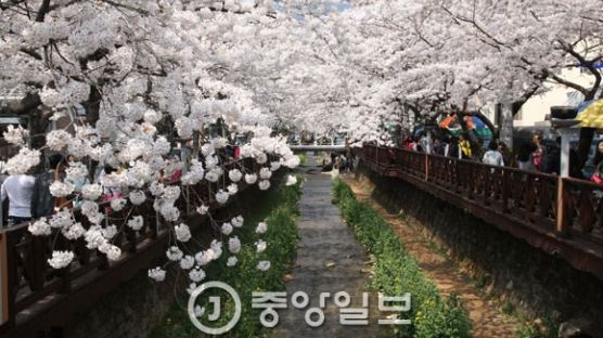 국내 최대 벚꽃축제 '진해군항제' 오늘부터 시작…10일까지 절정