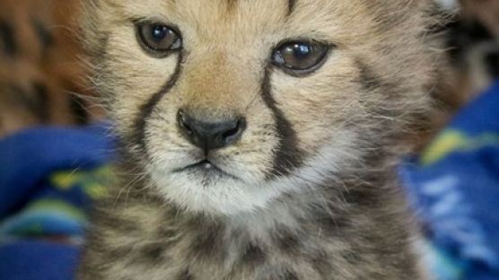 생후 5주된 아기 치타, 엄마에게 버림받고 동물원행