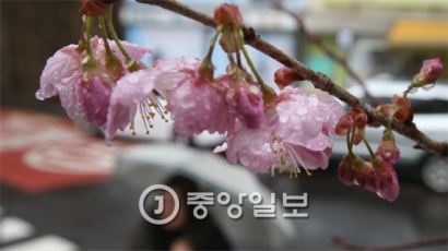 '봄꽃 떨어질까' 상춘객들 걱정…남해안 중심으로 7일 아침까지 강한 봄비