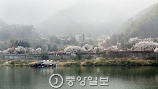 주민들이 꾸미는 '가평 북한강변 벚꽃놀이 겸 표고버섯 축제'