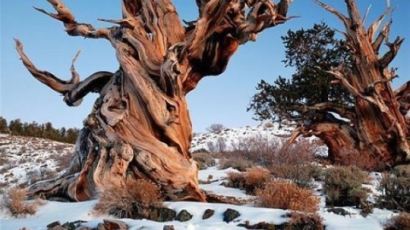 세계최고령 나무 '므두셀라' 무려 4847세…정확한 위치는 비공개 "훼손 우려"