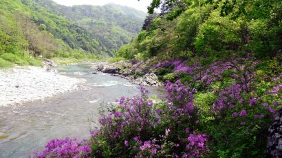 [5월의 아름다운 숲길] 강원 인제 둔·가리 약수숲길 제3구간 '미산동길'